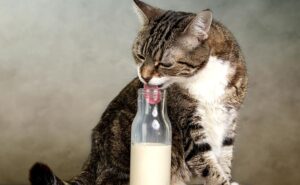 Можно ли котятам и взрослым кошкам молоко | Pet7