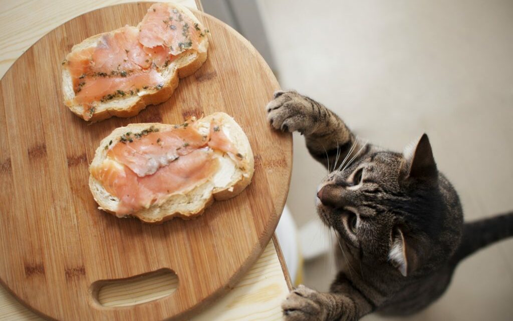 Чем кормить котенка 🐈 в зависимости от возраста | Pet7